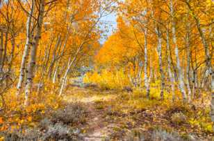 Aspen forest-5124.jpg